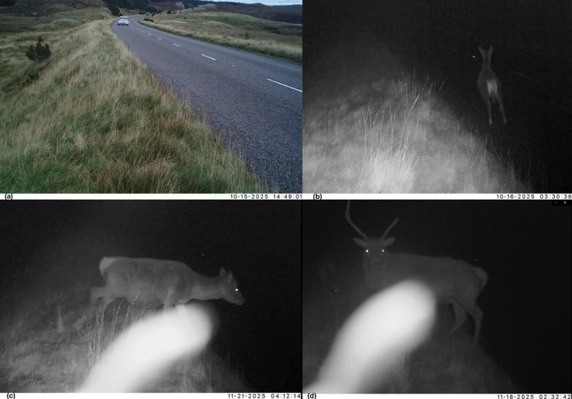 A daylight view of the A859 and three night-time video frame captures of deer at the roadside. Sample video stills taken using a camera trap along the A859 at Aline Woods. Top left (7a) shows the full north-facing field of view during daylight. Images 7b, 7c and 7d shows still frames triggered by presence of deer at night near the roadside. 