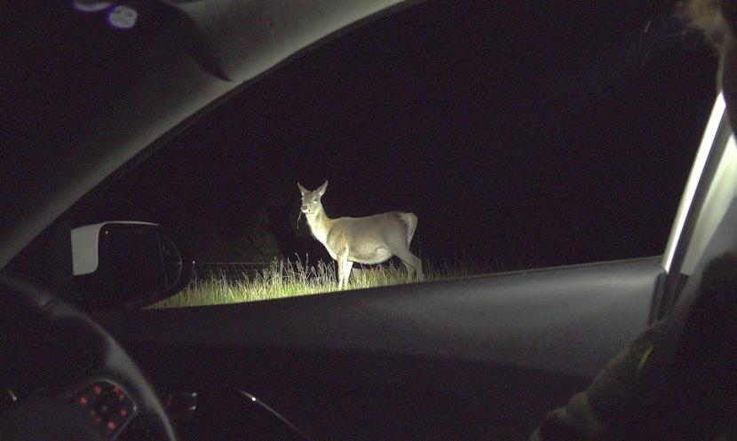 A red deer hind standing calmly on the verge of the A859 at night, filmed from inside a vehicle with the engine left running.