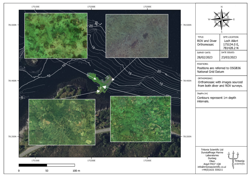 Four examples of seabed type observed over transects 1 and 2 extracted from the georeferenced videos obtained both by divers and ROV