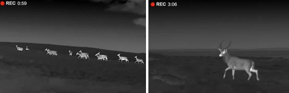 Thermal scope images showing a herd of deer and a stag at night. Example video still frames of a herd of red deer hinds (left - 4a) and a stag (right -4b) filmed from the A857 during nighttime thermal monocular counts in October 2025.