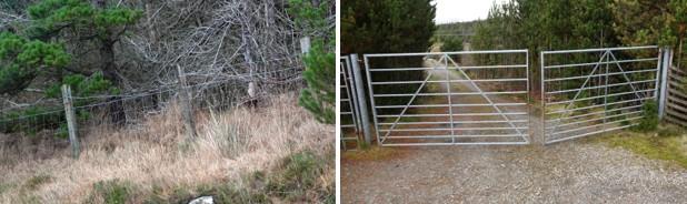 Example sections where deer are readily able to breach the current roadside deer fencing near the A859 through Aline Woods, either over low parts of the fence or where wide enough gaps occur at gateways. 