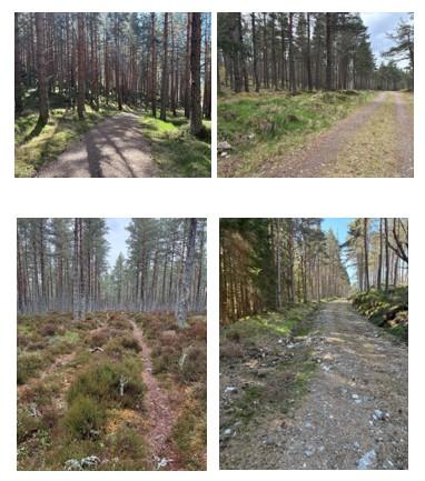 Four photos showing examples of some of the different types of forest roads and tracks that were used for survey transects.