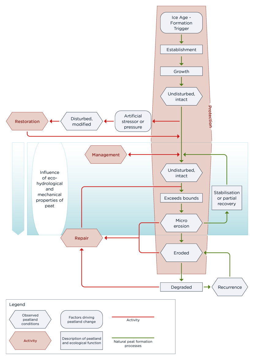 Flowchart illustrating peatland condition change over time, from Ice Age formation through establishment and growth to disturbance, degradation, and potential restoration. Green arrows show natural peat-forming processes, and red arrows show activity-related impacts. Hexagons and rectangles identify condition states (e.g. undisturbed, micro-erosion, degraded) and associated management actions and influencing factors.