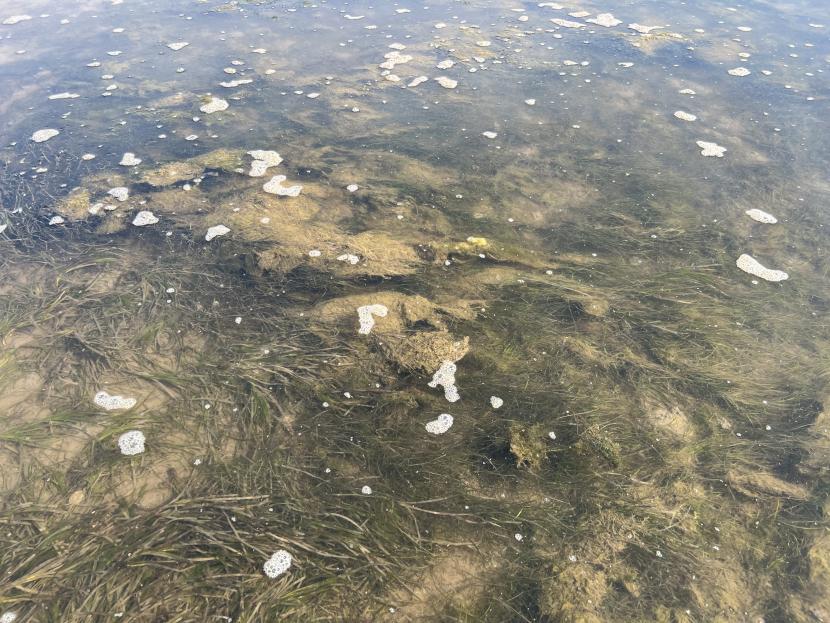 A photograph showing a seagrass bed in shallow water. Pale green algal mats are present at the surface and settled on top of the seagrass. Small floating patches of foam are visible.