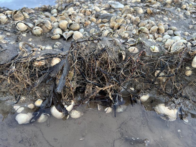 A photograph showing seagrass rhizomes which have been exposed in an erosional face between dense cockle beds in the background and looser sediments in the foreground.