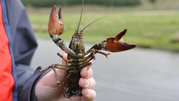 American Signal Crayfish. ©Lorne Gill/SNH. For information on reproduction rights contact the Scottish Natural Heritage Image Library on Tel. 01738 444177 or www.nature.scot