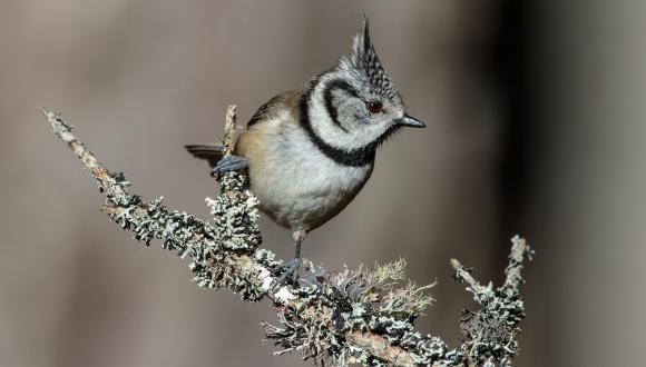 Crested tit ©David Whitaker, Highland WIldlife Photography