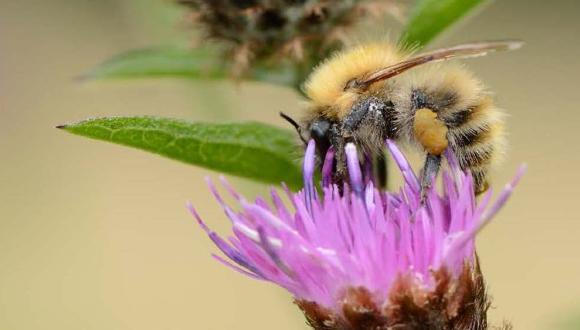 Close up of bee on thistle, ©SNH/Lorne GIll. For information on reproduction rights contact the Scottish Natural Heritage Image Library on Tel. 01738 444177 or www.nature.scot