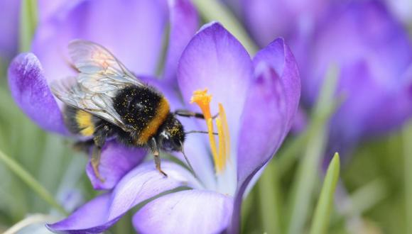 Home page header - bumblebee with pollen