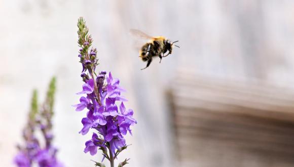 bee flying away from purple flower