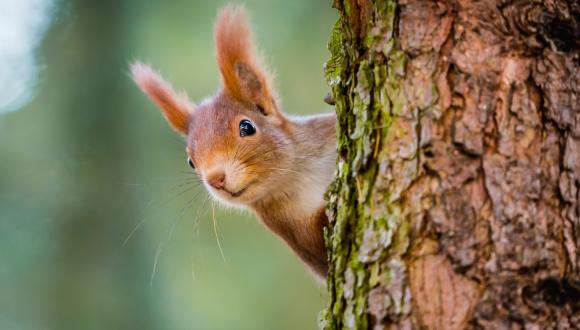Curious red squirrel peeking behind the tree trunk Adobe Stock for Make Space For Nature campaign