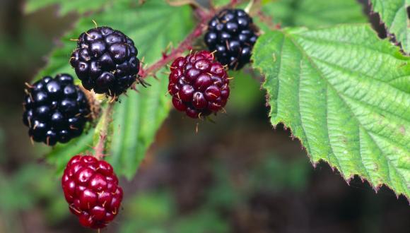 Bramble or Blackberry fruits. ©Lorne Gill/SNH
