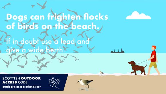 Dogs can frighten flocks of birds on the beach. If in doubt use a lead and give a wide berth.