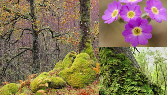 three part image of mosses, lichens and primrose