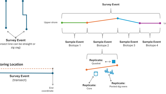 Illustration of the data structure for Intertidal transect survey