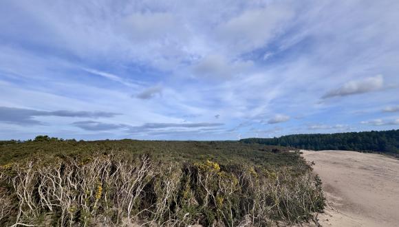 Sand dunes and gorse