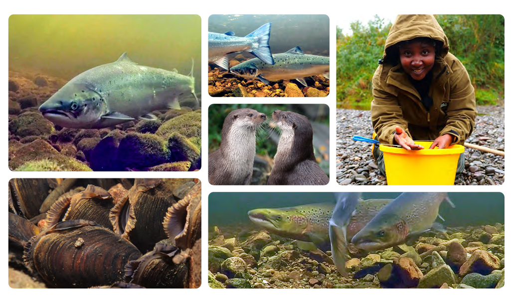 Atlantic Salmon
