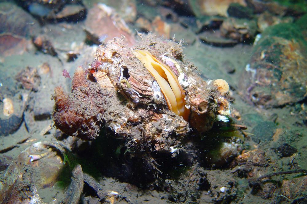 Close up of horse mussel bed, Modiolus modiolus, with the sea squirt, Pyura microcosmus. Graham Saunders © SNH. All rights reserved. Please contact CMEU for details - snhmarinephotos@nature.scot