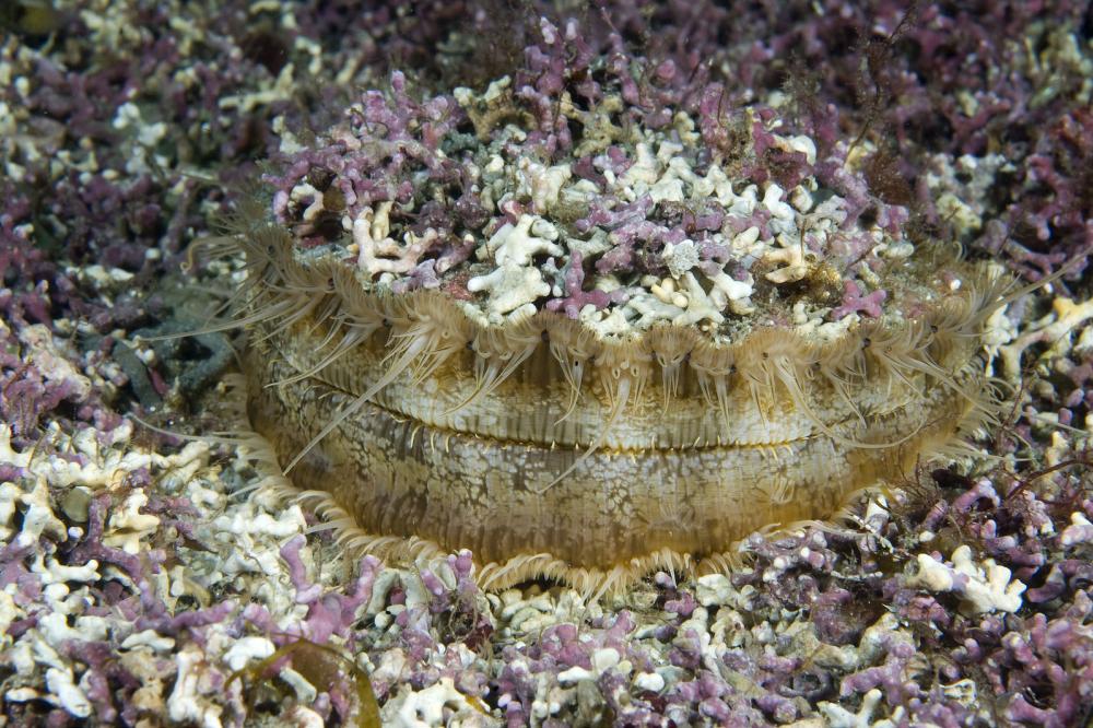 A queen scallop Aequipecten opercularis on maerl. Photographer: Rob Cook. © SNH. All rights reserved. Please contact CMEU for details - snhmarinephotos@nature.scot