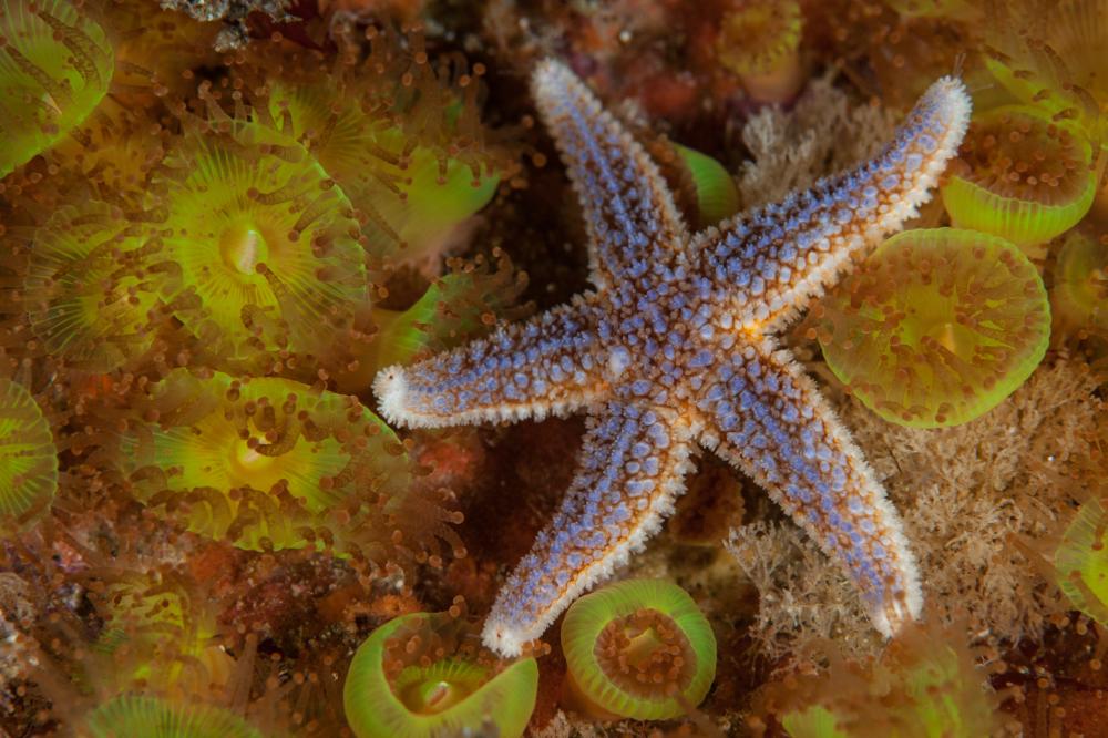 A common starfish on jewel anemones