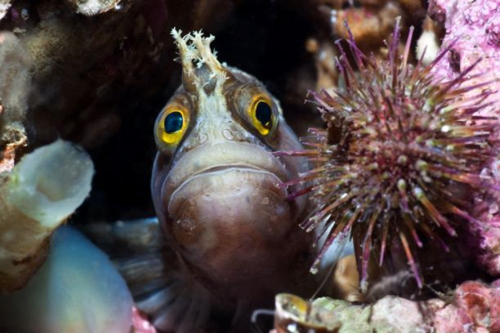 Loch Hourn - fish