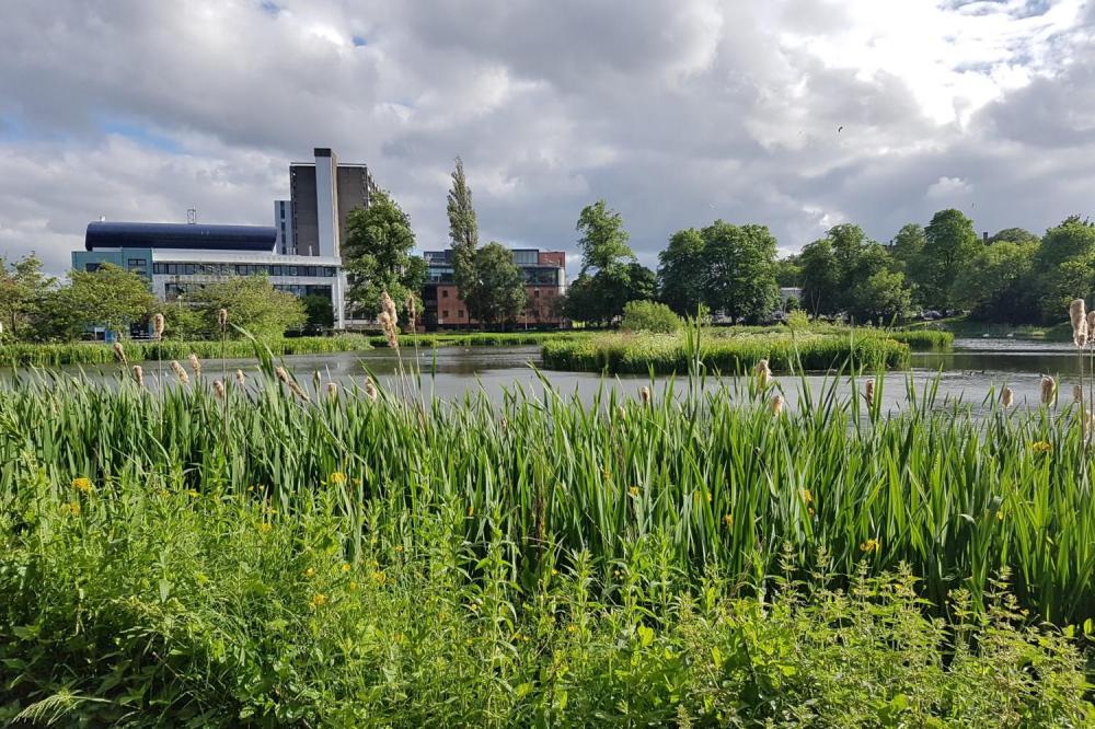 Bingham Pond, Glasgow