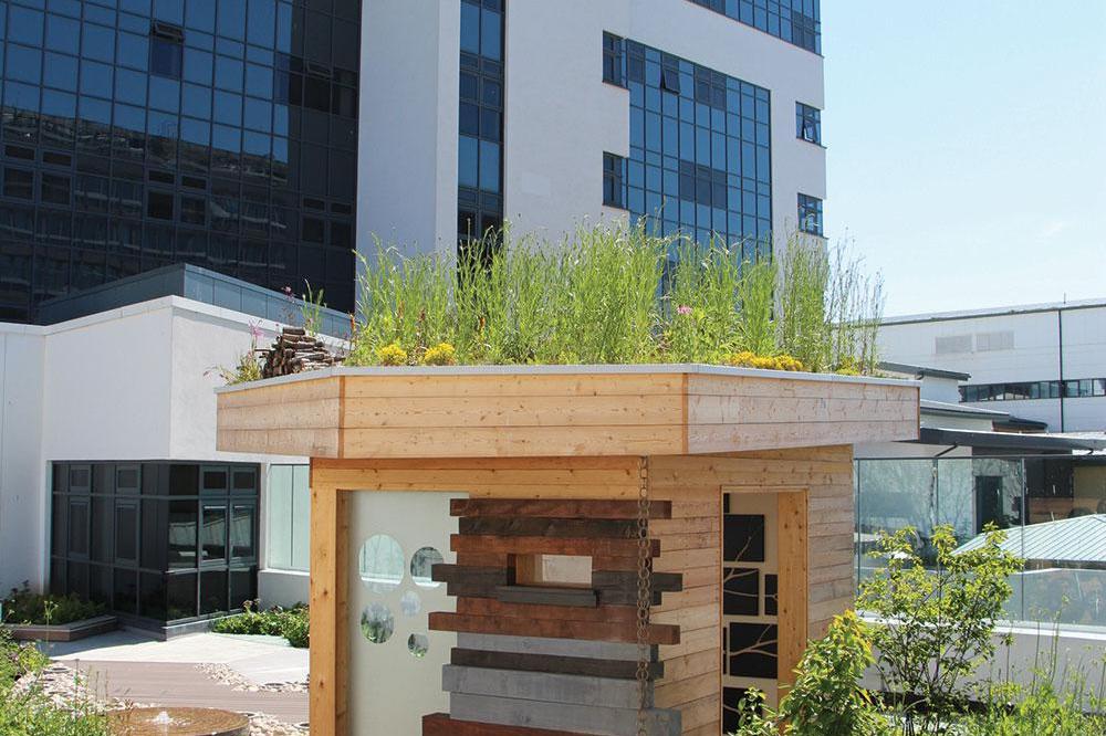 Foresterhill Green Roof
