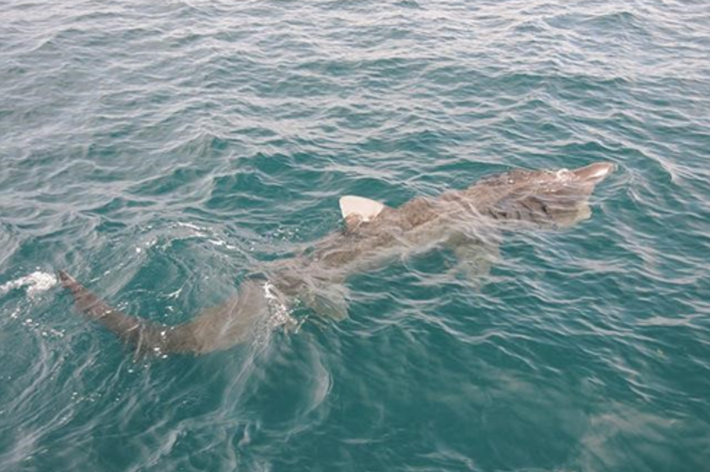 Basking shark at the surface of the water