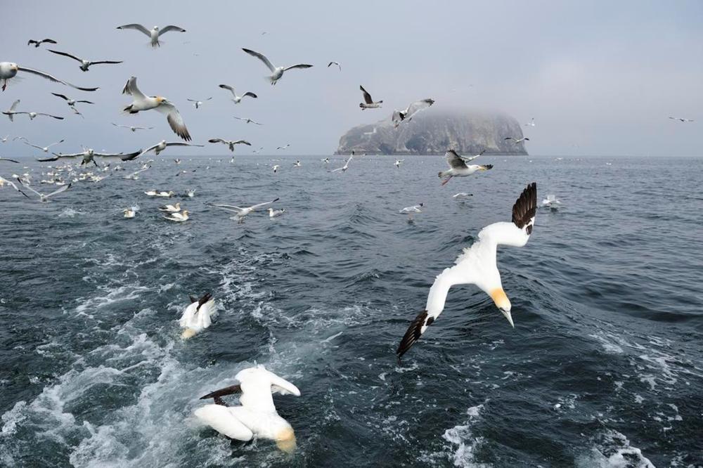 Gannets, Bass Rock, Forth and Borders Area