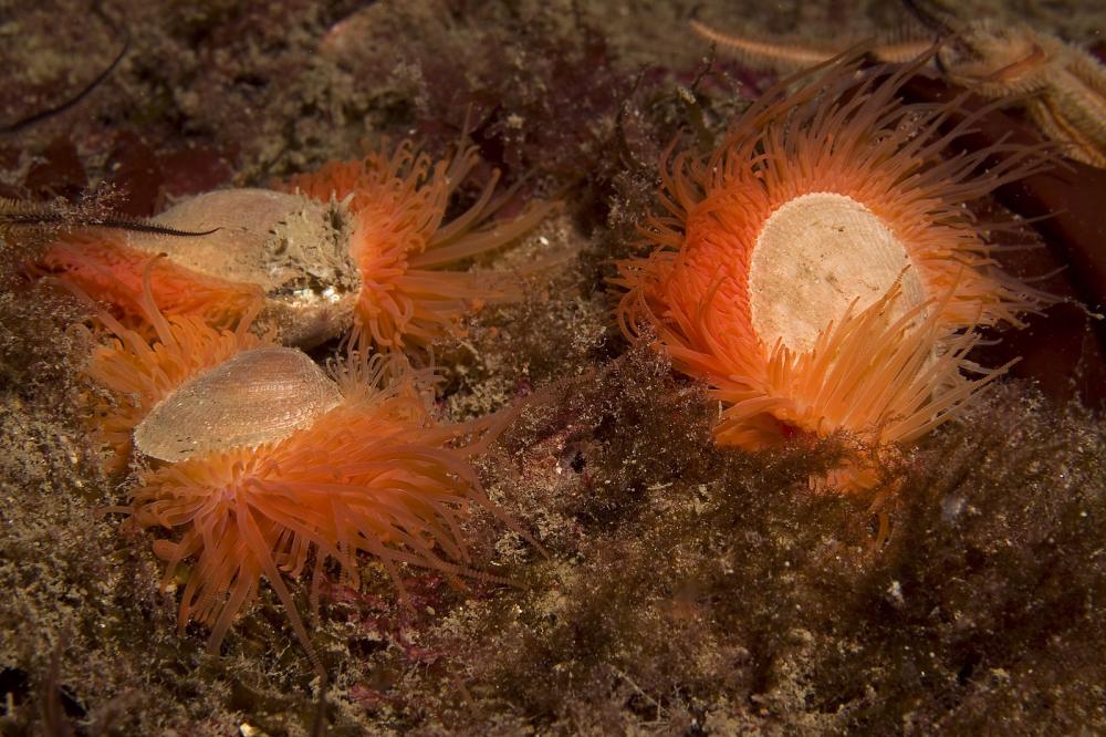 Three bright orange flame shells on a flame shell bed.