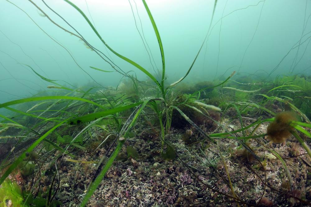 A soft boarder where a mearl bed habitat merges into a seagrass habitat, both Priority Marine Features.
