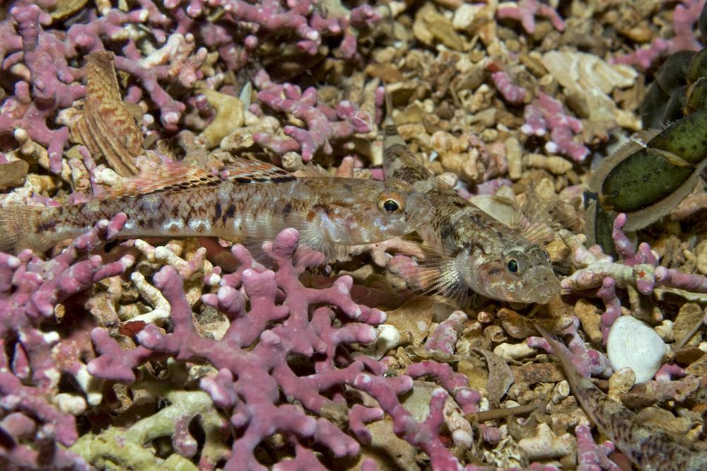 Two small fish above a maerl bed