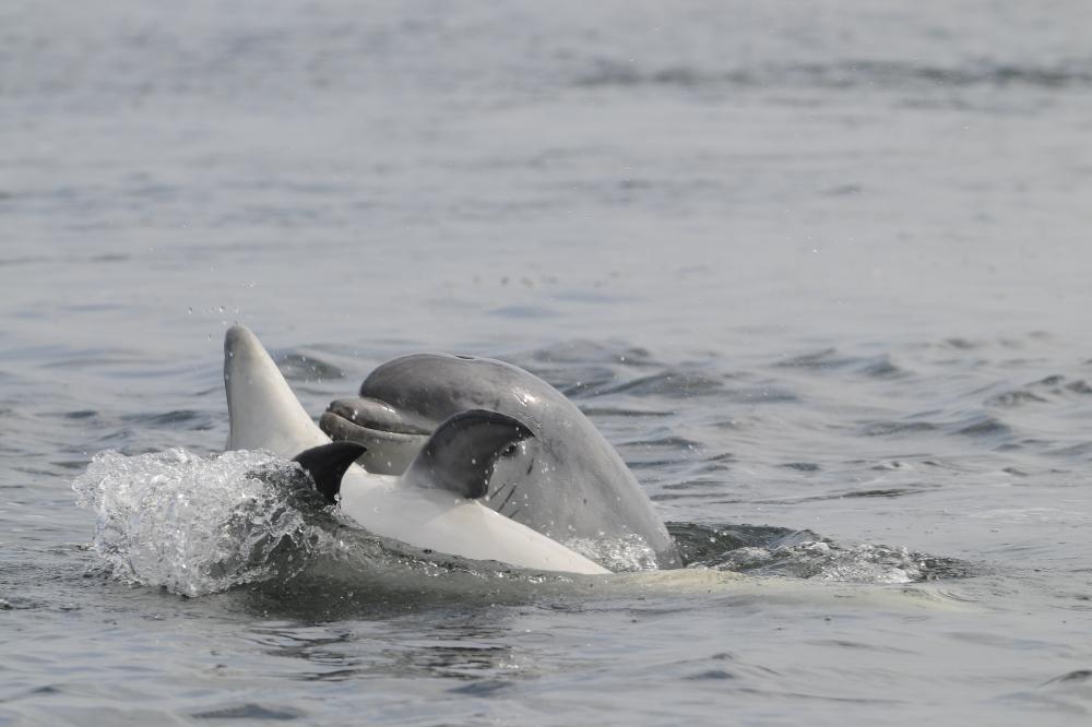 Two juvenile bottlenose dolphins playing