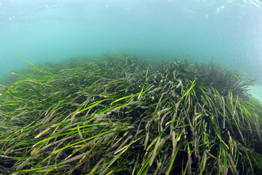 A seagrass bed
