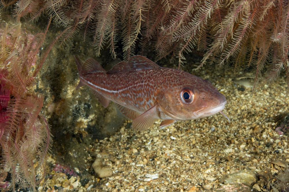 A cod in Loch Carron