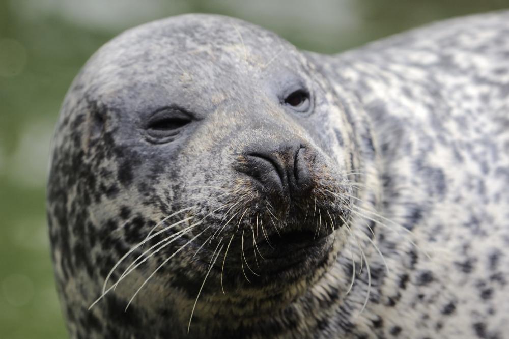 A common or harbour seal