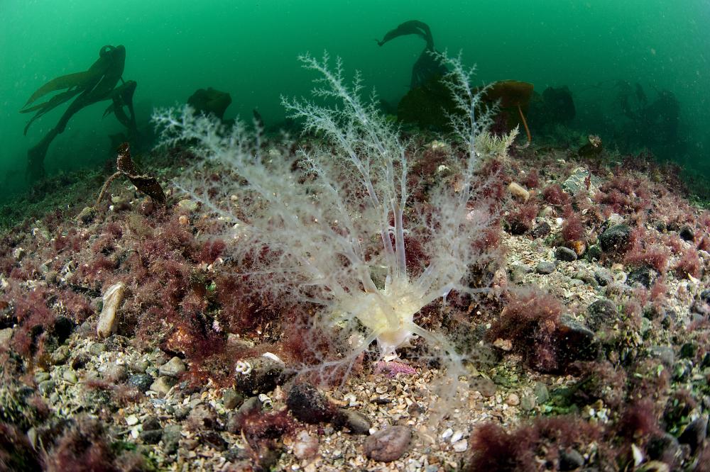 Coarse gravel with burrowing sea cucumbers, Loch Carron