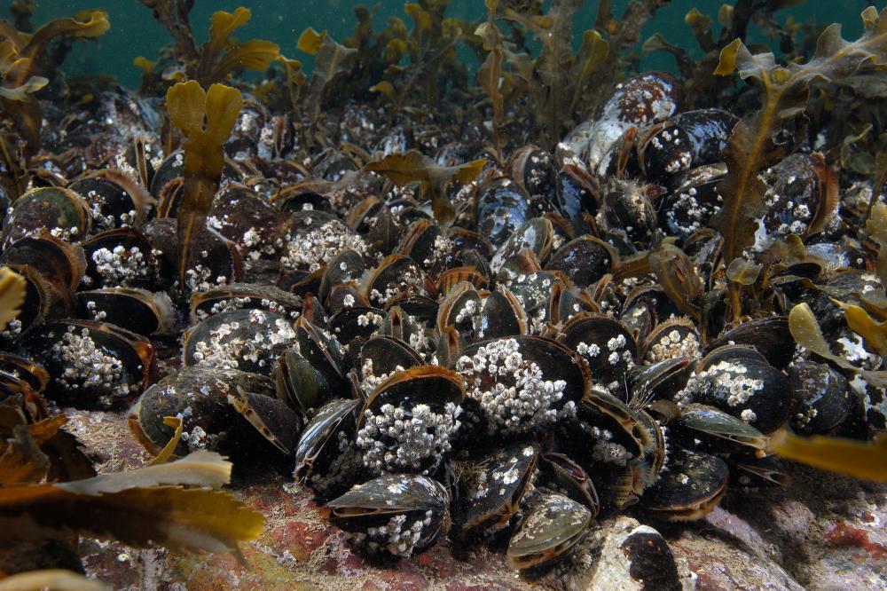 A bed of blue mussels