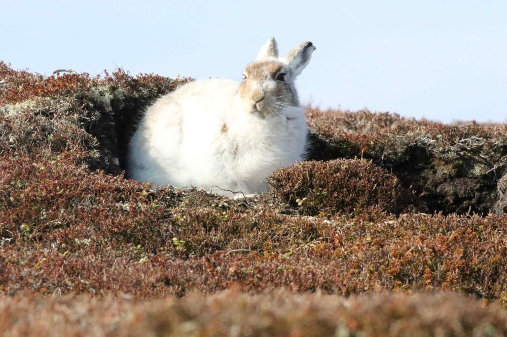 Mountain hare in white winter coat sitting in a scrape.