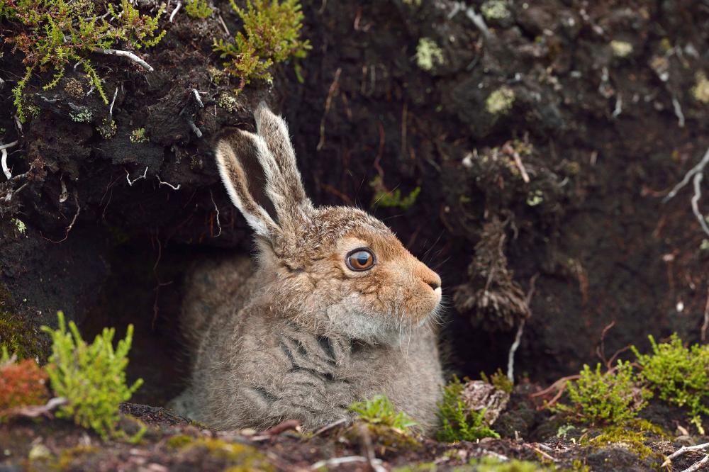 Juvenile mountain hare in summer coat at a burrow entrance - Copyright  Laurie Campbell
