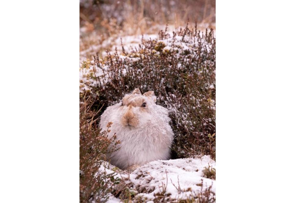 Mountain hare in white winter coat at the entrance to a form - Copyright Neil McIntyre