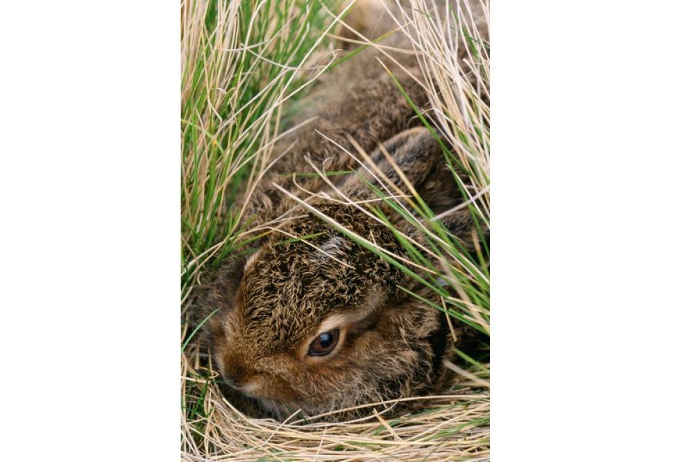 Mountain hare leveret hiding in vegetation - Copyright Laurie Campbell