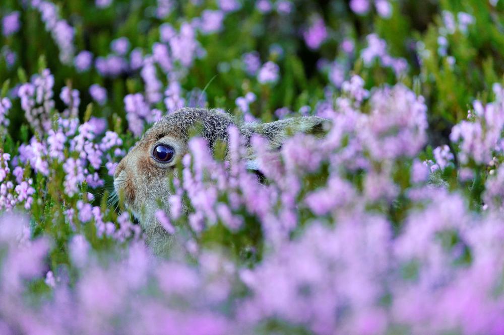 Mountain hare leveret hiding in purple heather - Copyright Laurie Campbell