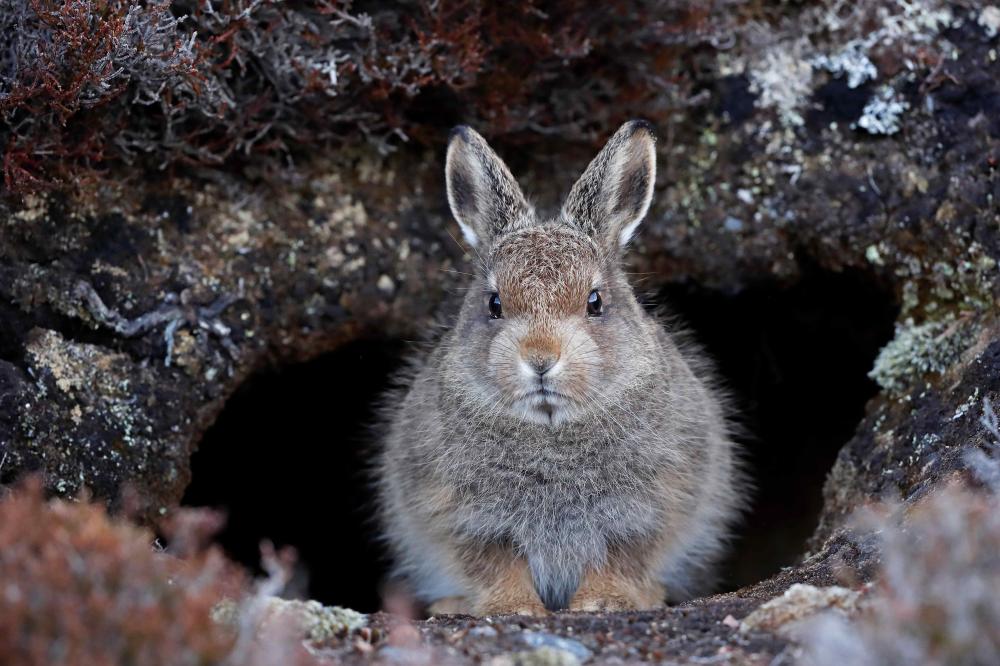 Mountain hare leveret at a burrow entrance - Copyright Neil McIntyre