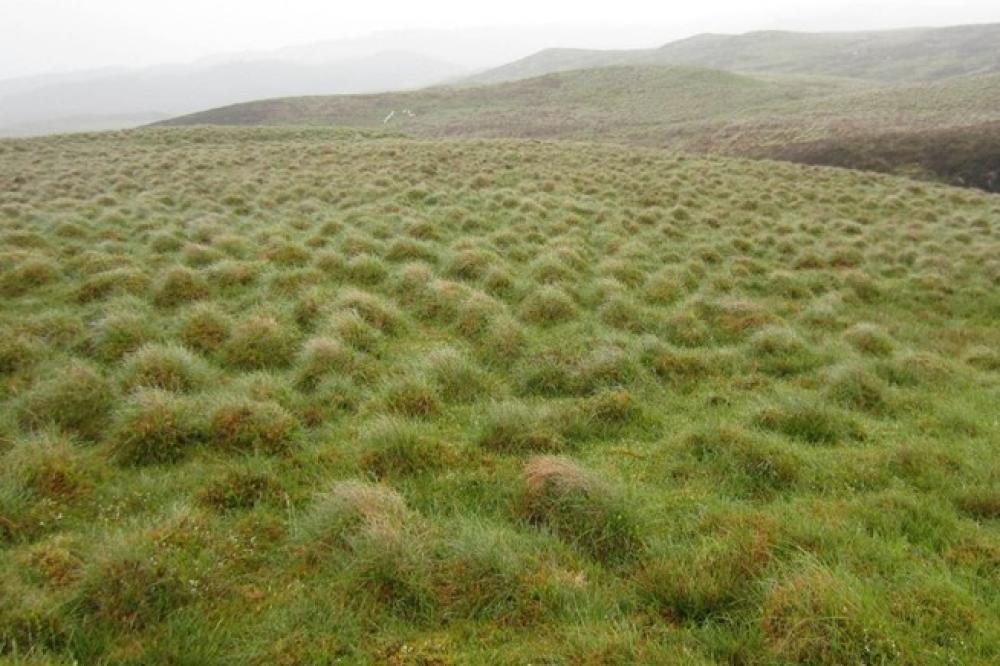 Photograph providing an example of Modified blanket bog (NVC M20).