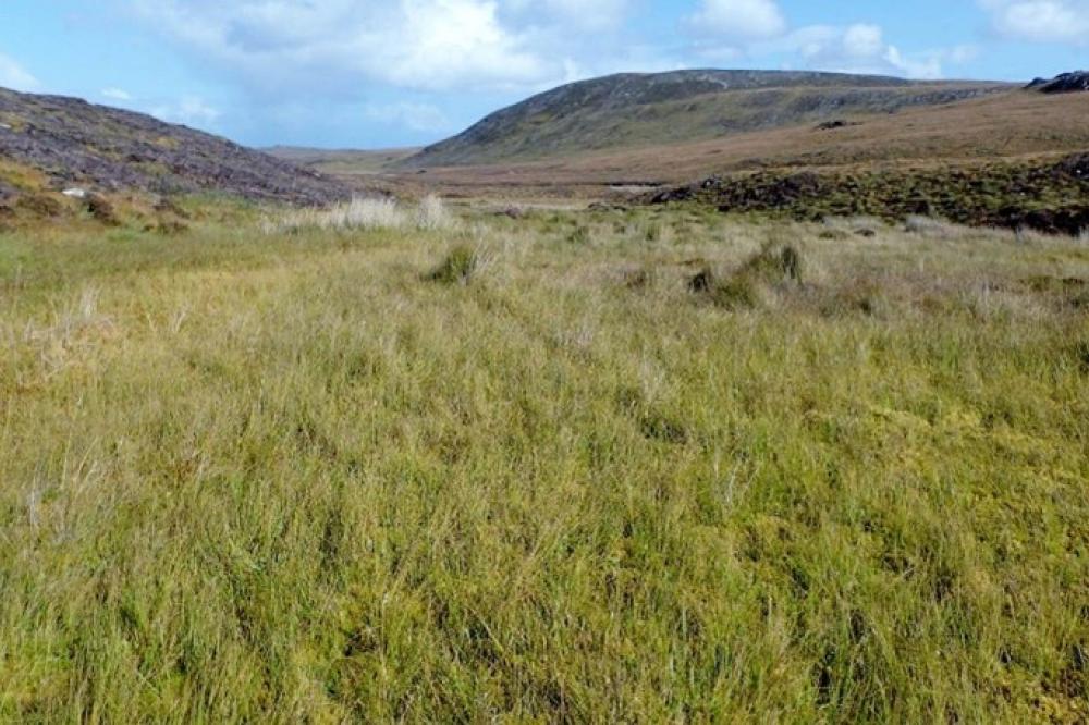 Photograph providing an example of Acidic sedge mire (NVC M6b).