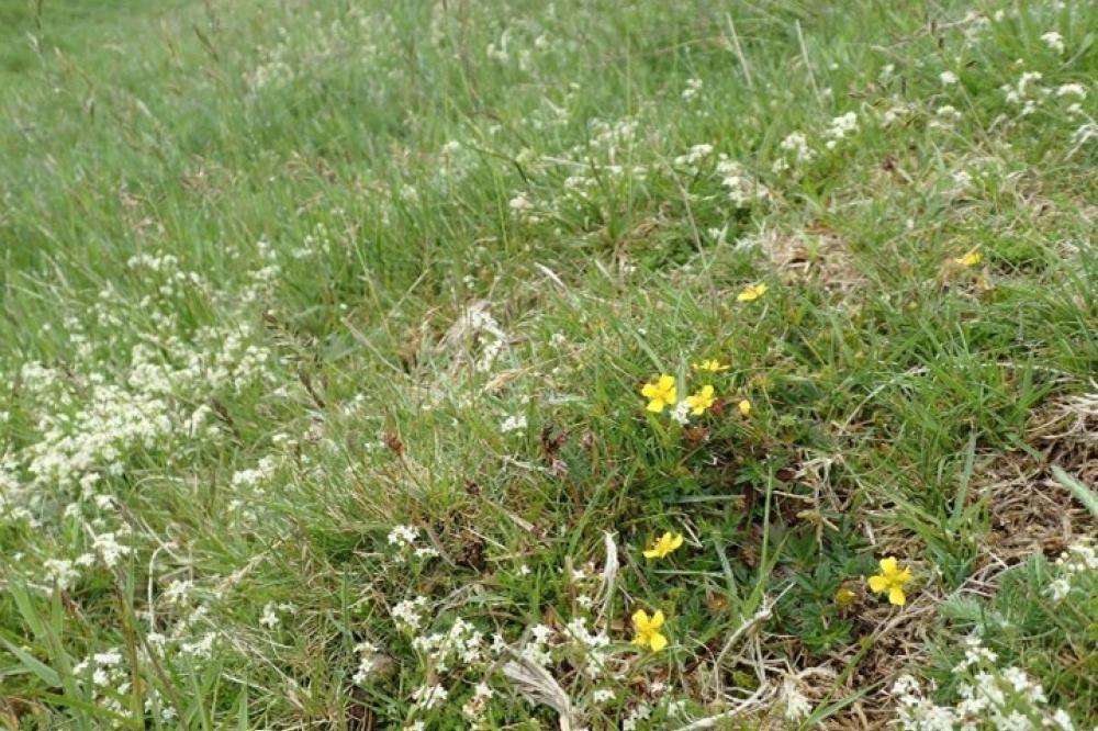 Photograph providing an example of Typical acid grassland (NVC U4a).