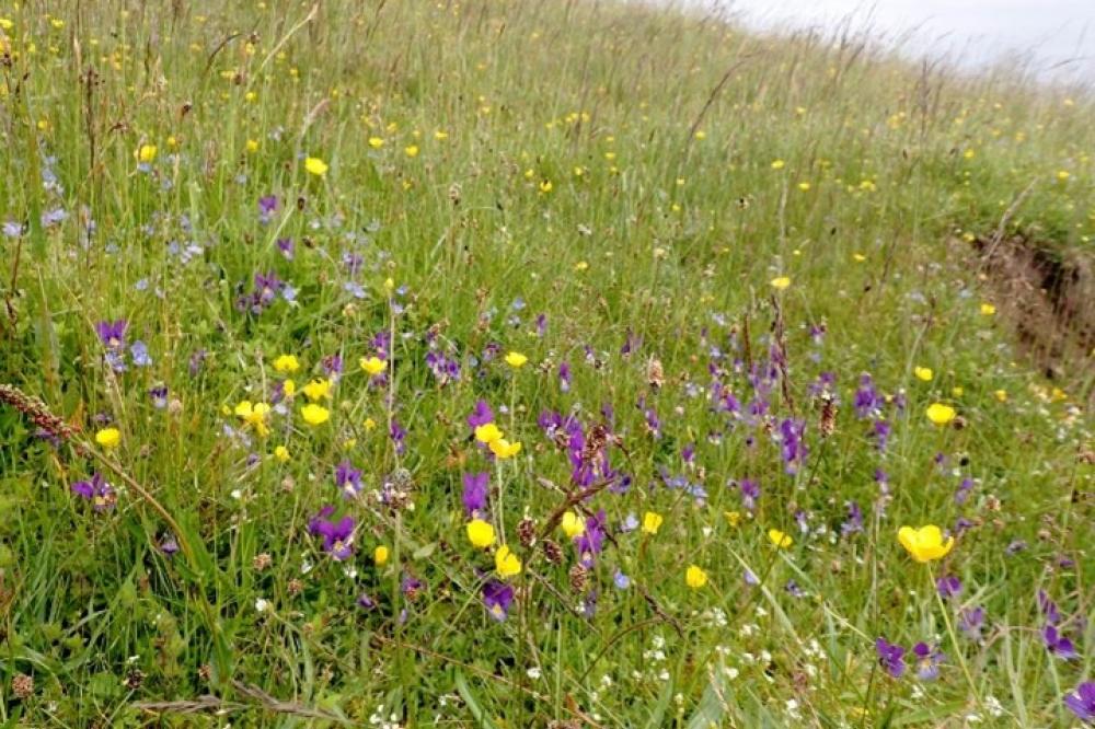Photograph providing an example of Species-rich acid grassland (NVC U4c).