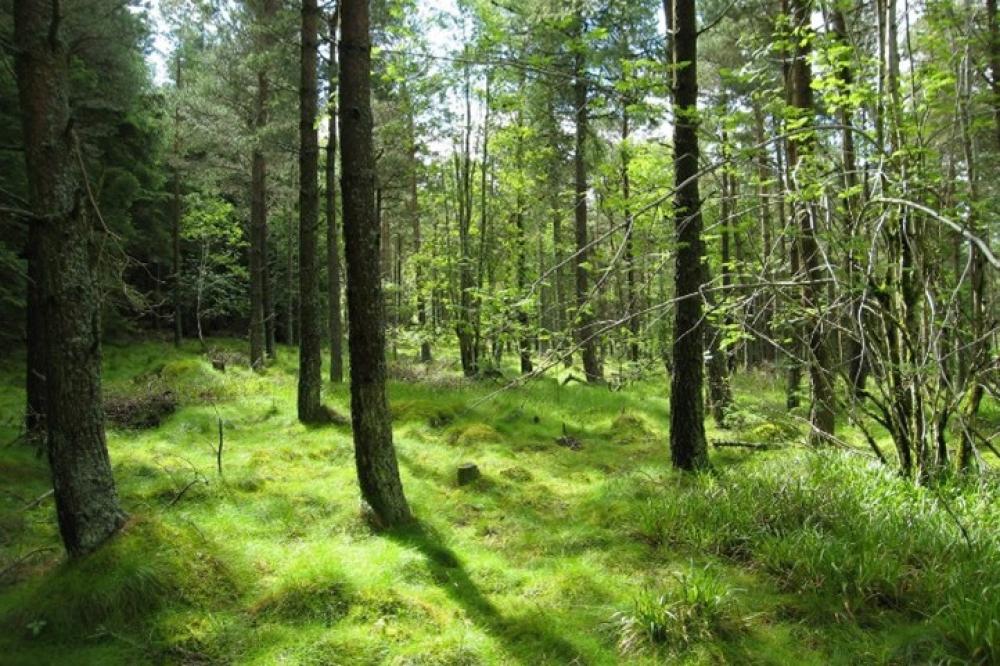 Photograph providing an example of Conifer plantation with good ground vegetation.