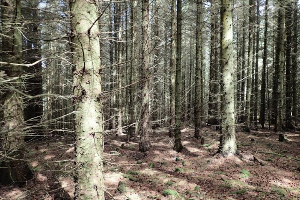 Photograph providing an example of Conifer plantation with poor ground vegetation.